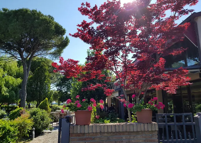 Classensis رافيننا